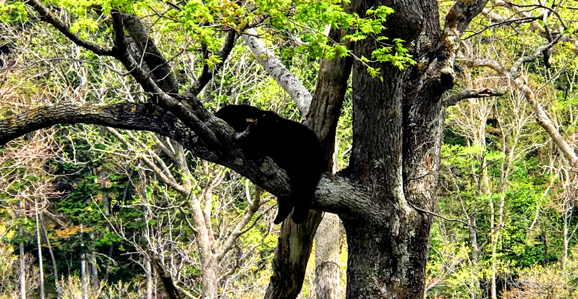 北海道アウトドアガイド Mother Nature’s Son